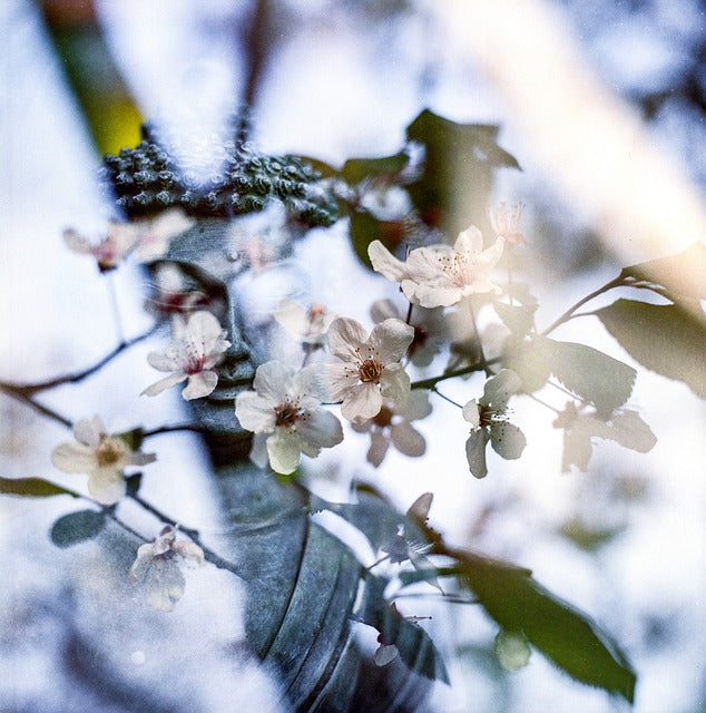 The Essence of Character: Scents Influence Our Lives